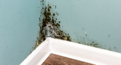 Mould Growth on the Wall